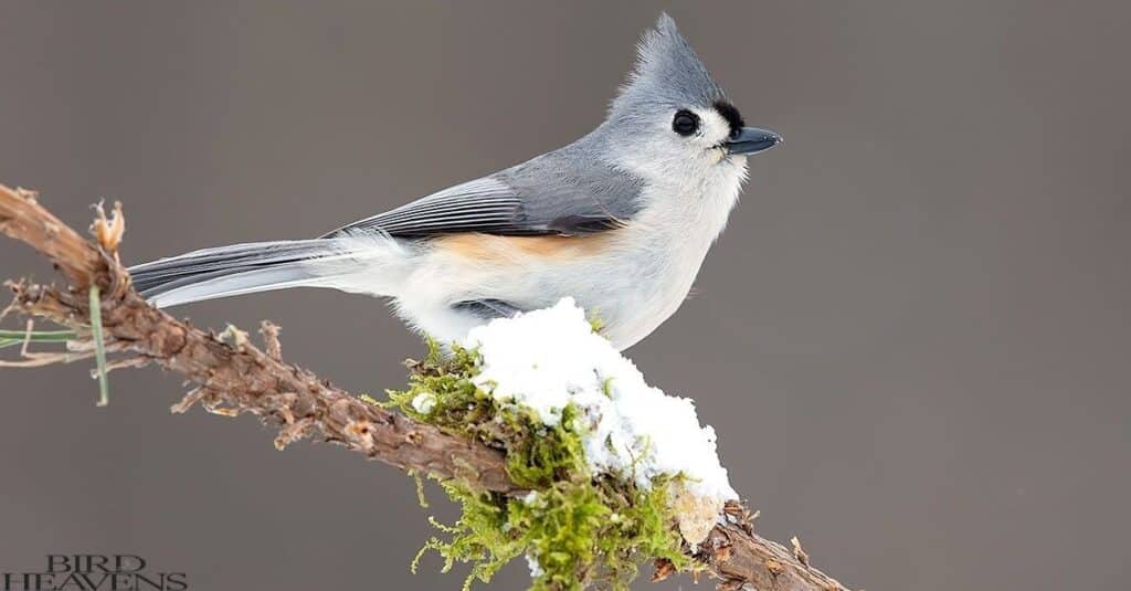 Tufted Titmouse is perched high on tree