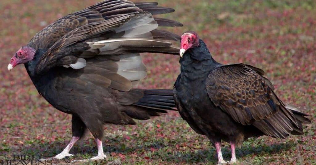 Turkey Vulture