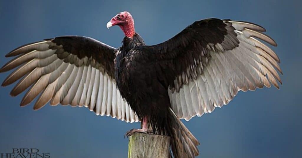 Aggressive Turkey Vultures