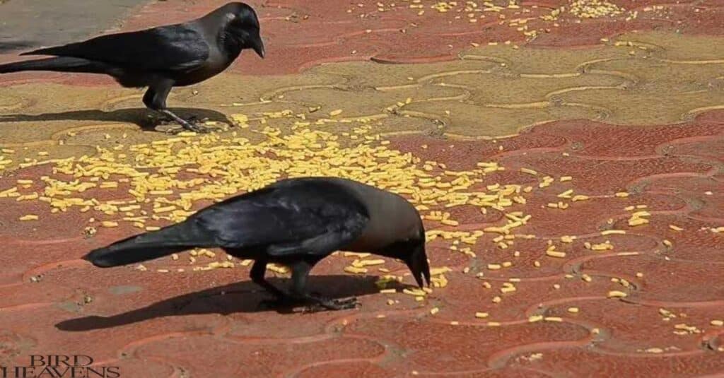 Crows are eating