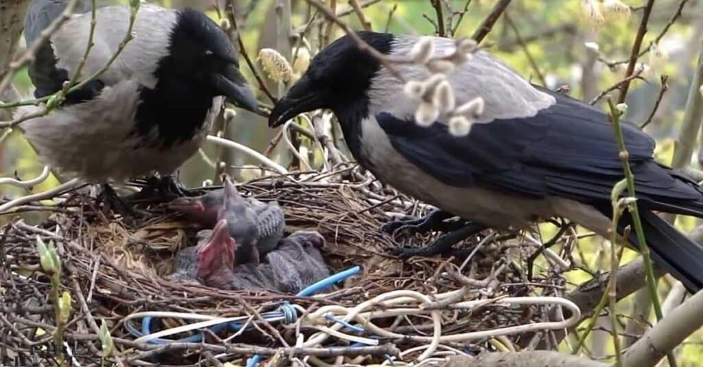 Crows Stop Hawks from Hunting their babies