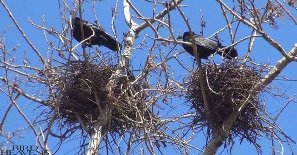 Crows chase hawks to protect their home