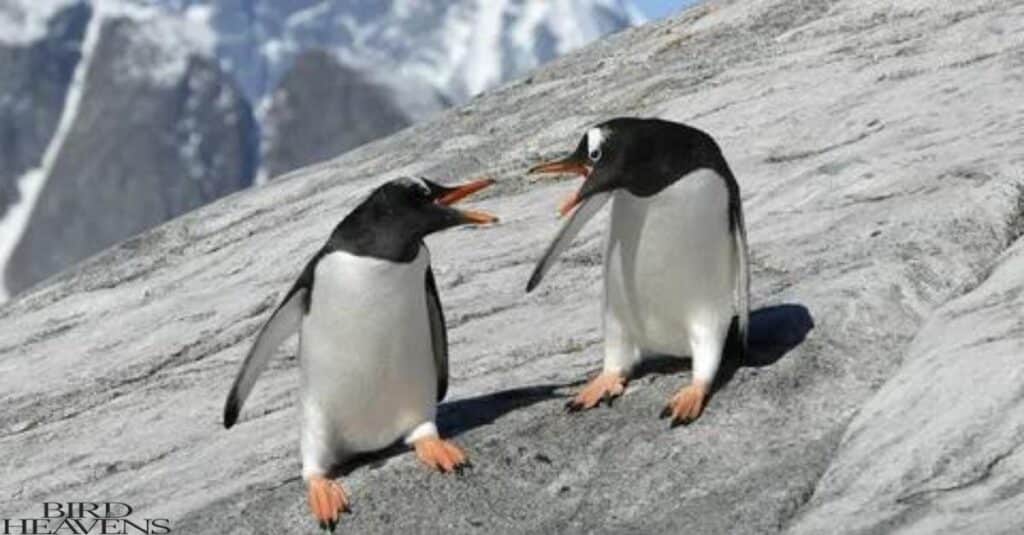 Penguins Are  Aggressive mostly during breeding season