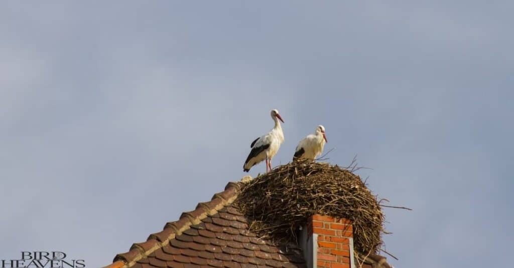 Stork kill their young due to some environmental and biological factors