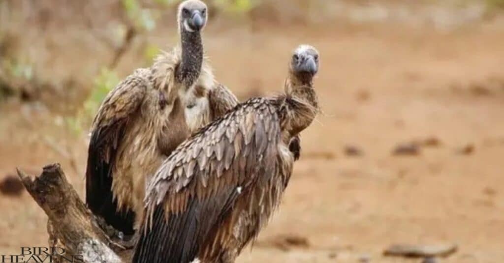 There are some misconceptions about vultures