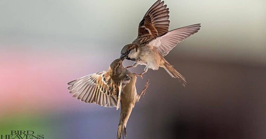 Two House Sparrows are fighting