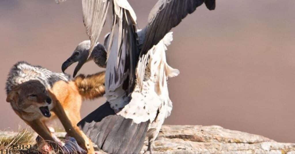 It's very rare when vultures attack pet or dog