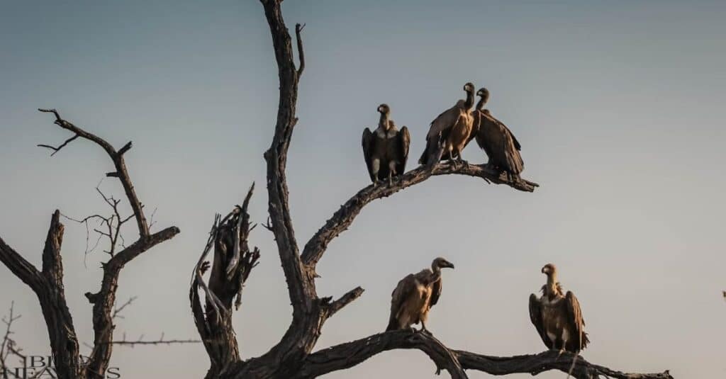 Vultures In Texas