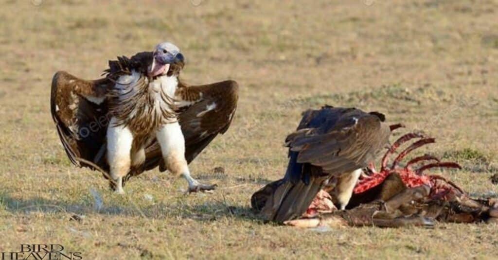 Vultures are not aggressive to humans