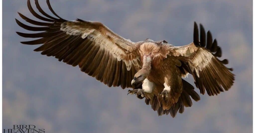 vultures are facing several challenges