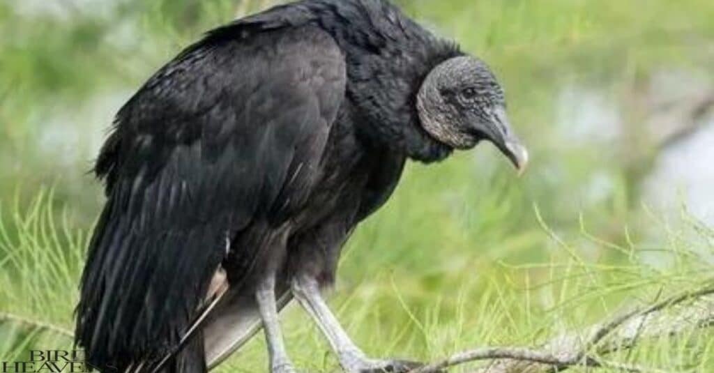 Black Vultures are considered more Dangerous