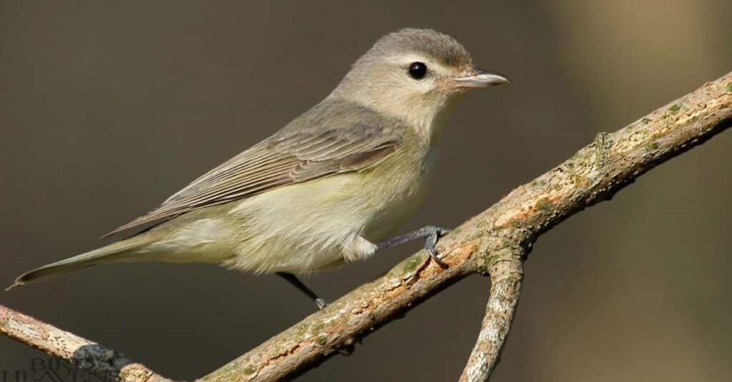 Warbling Vireo is perched on a tree