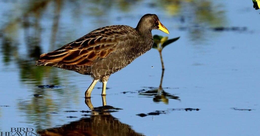 Watercock  is a bird with its funny name