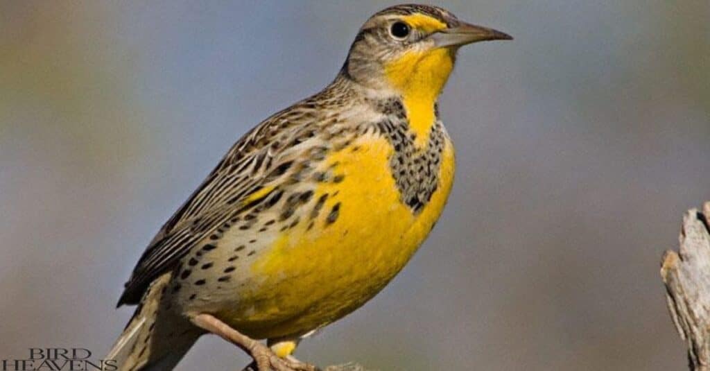 Western Meadowlark is found in ohio