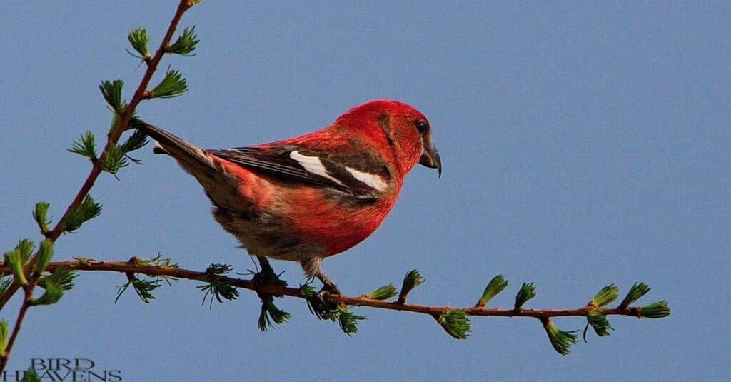 White-winged Crossbill is found in carolina