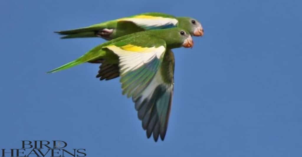 White-winged Parakeet