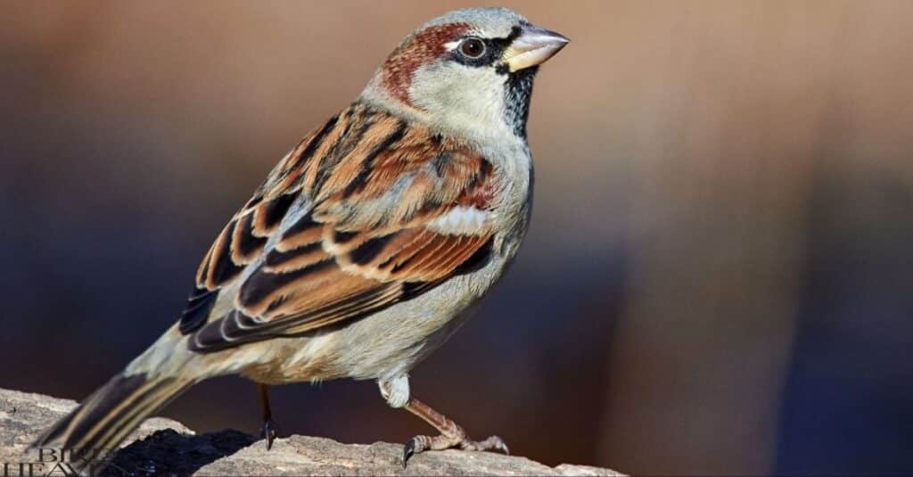 Why Are House Sparrows Bad?