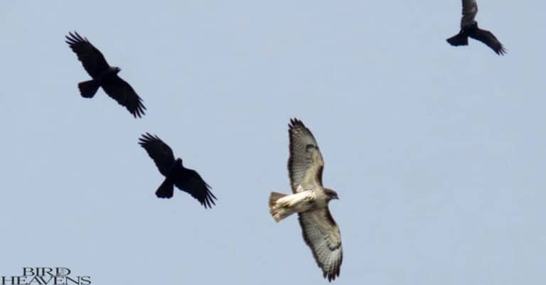 Why Do Crows Chase Hawks