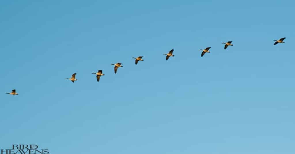 Why Do Geese Honk When They Fly