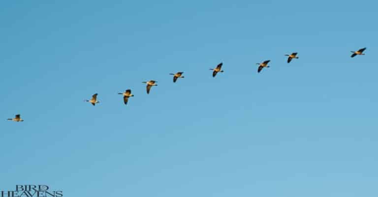 Why Do Geese Honk When They Fly