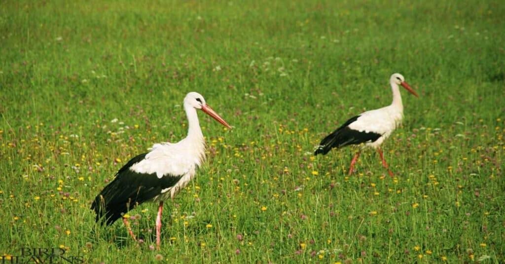 Why Do Storks Kill Their Young