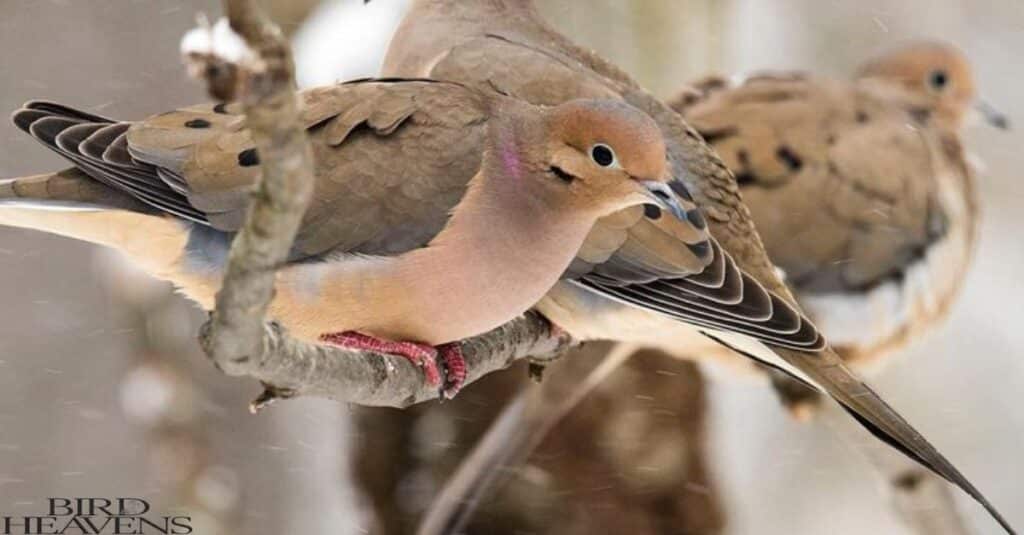 Why Don't I Hear Mourning Doves Anymore