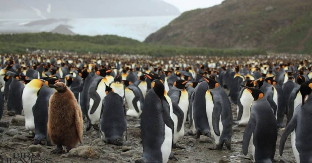 Wild Penguins can be friendly and aggressive both