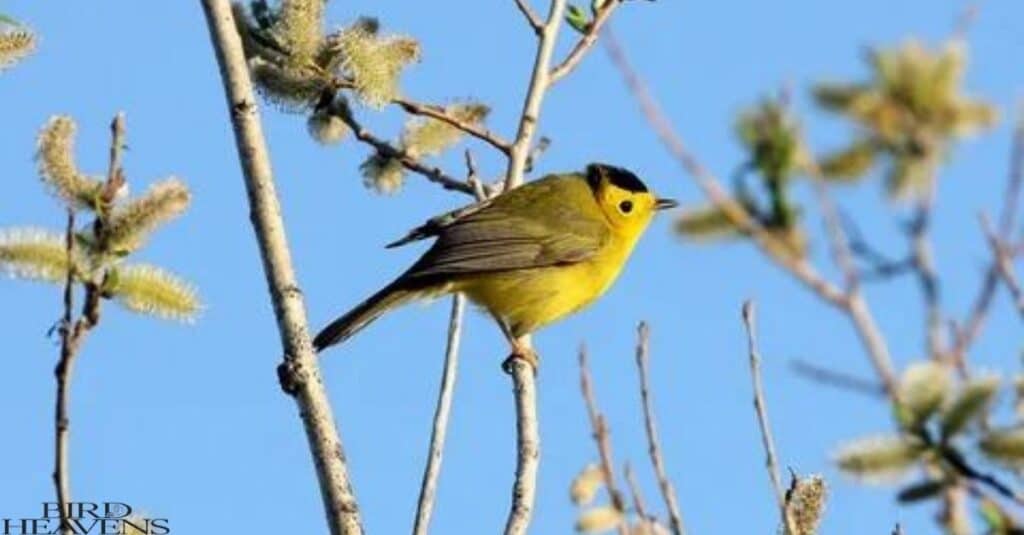 Wilson's Warbler is yellow bird found in ohio