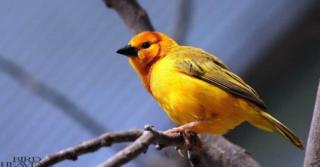 Yellow Birds In Ohio