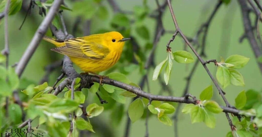 Yellow Warbler is a yellow bird