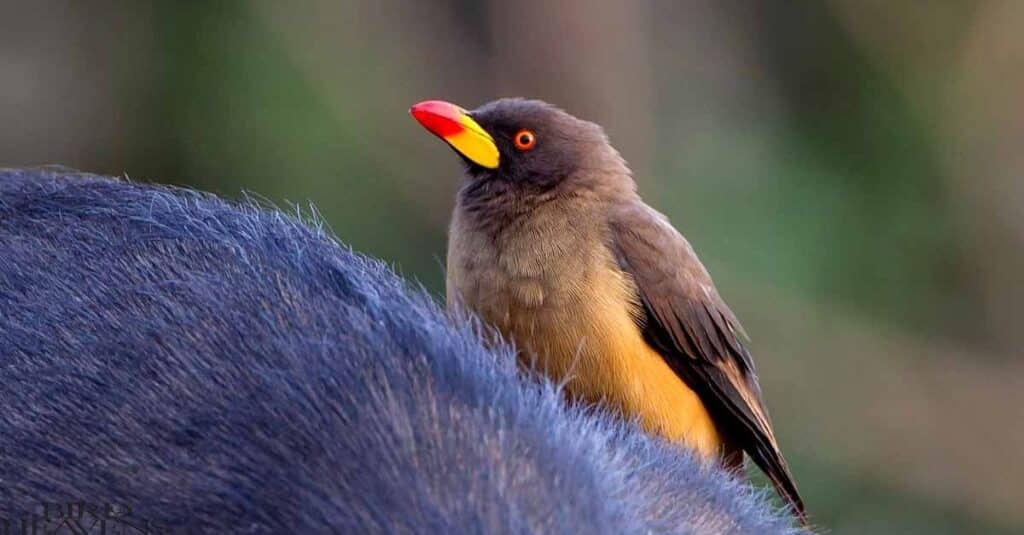 Yellow-billed Oxpecker is watching around