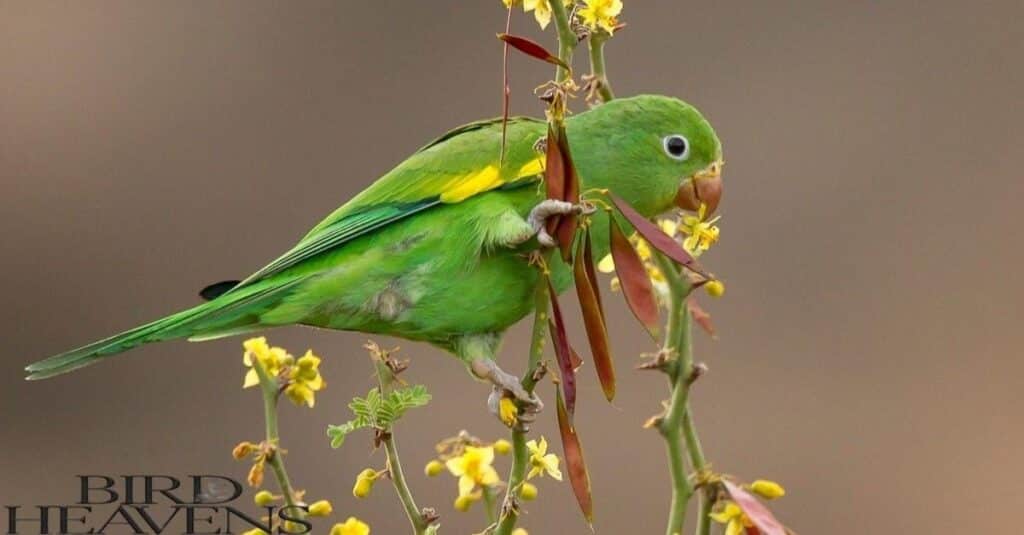 Yellow-chevroned Parakeet