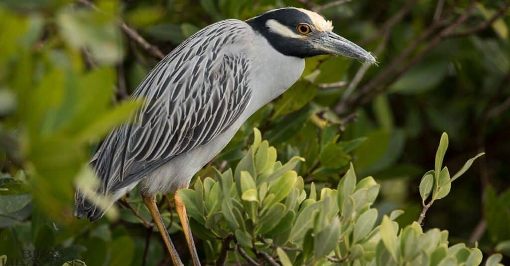 Yellow-crowned Night-heron is michigan heron