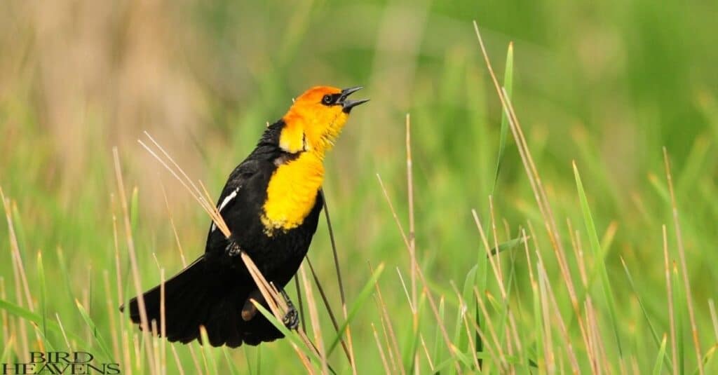 Yellow-headed Blackbird is one of yellow birds in ohio