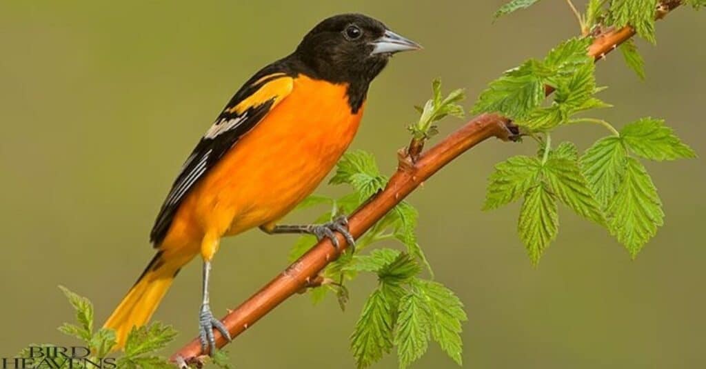 Yellow-headed Blackbird