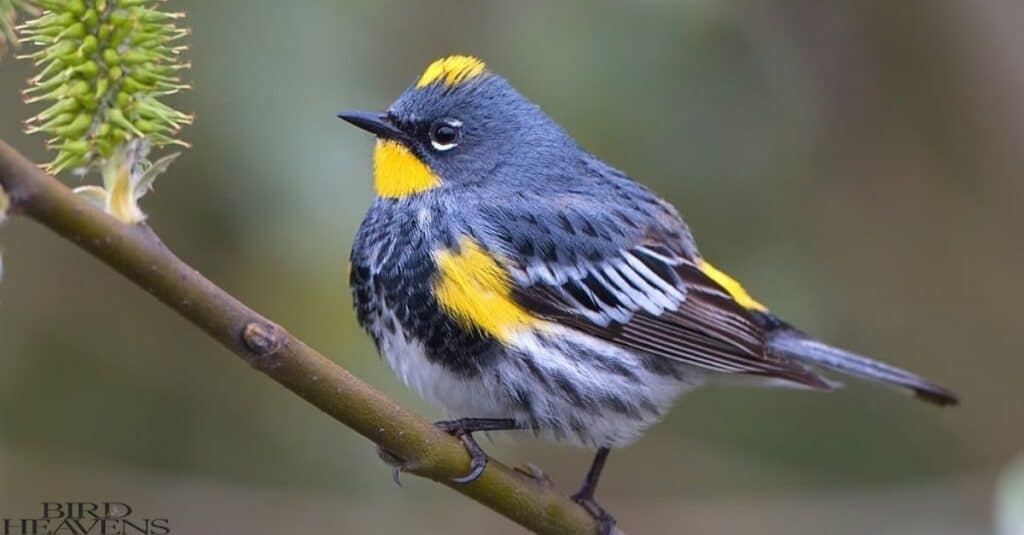 Yellow-rumped Warbler