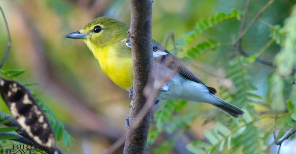 Yellow-throated Vireo is perched on tree in forest