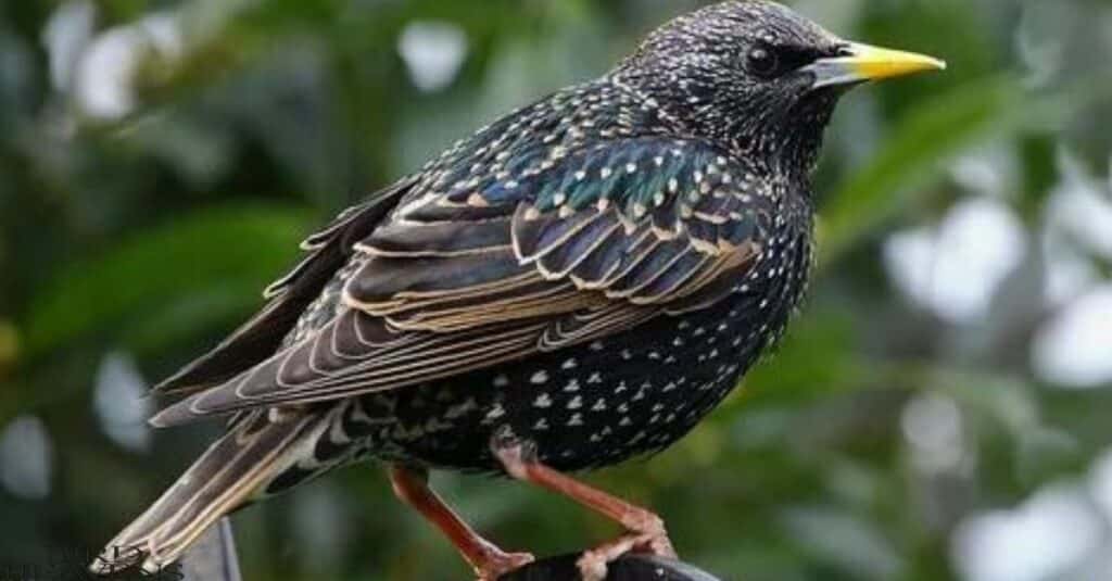 Appearance of Starling