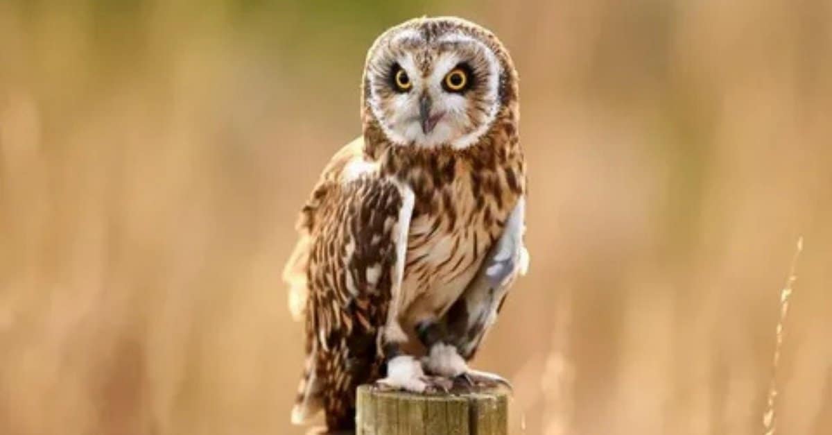 Are Owls Dangerous