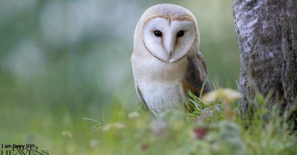 Barn Owl is found in tennessee