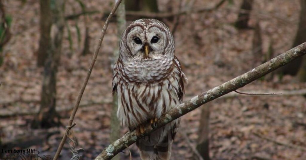 Barred Owl is perched on a tree