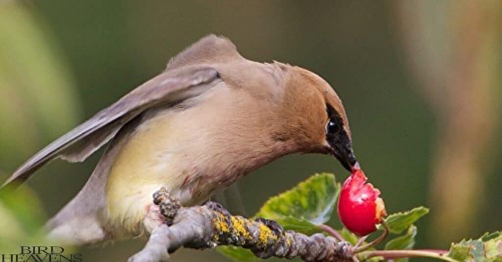 Bird is eating