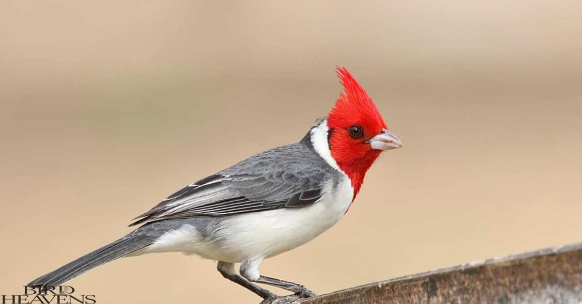 Birds with Mohawks