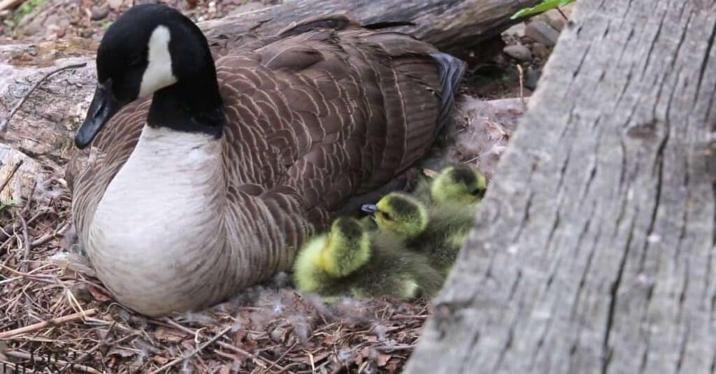 Breeding Season of Goose