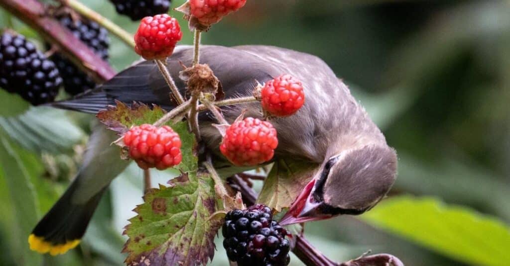 Can Birds Eat All Parts of Strawberries