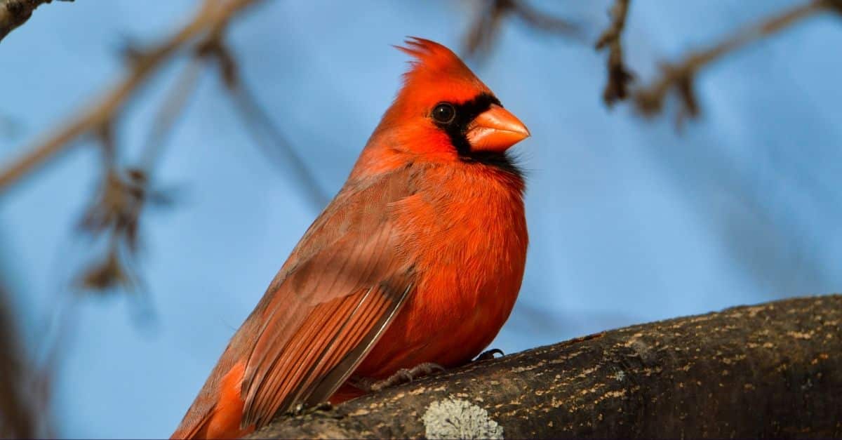 Cardinal Bird Meaning and Symbolism