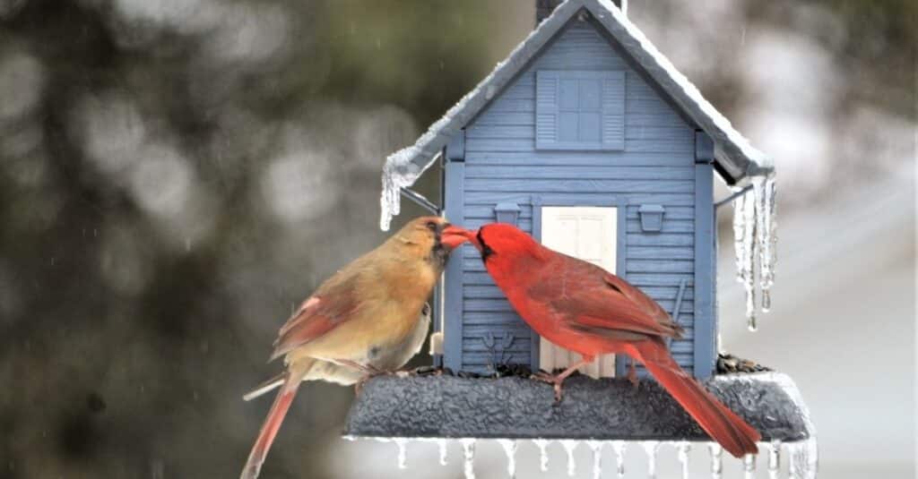 Cardinal and Blue Jay Spirit Animals