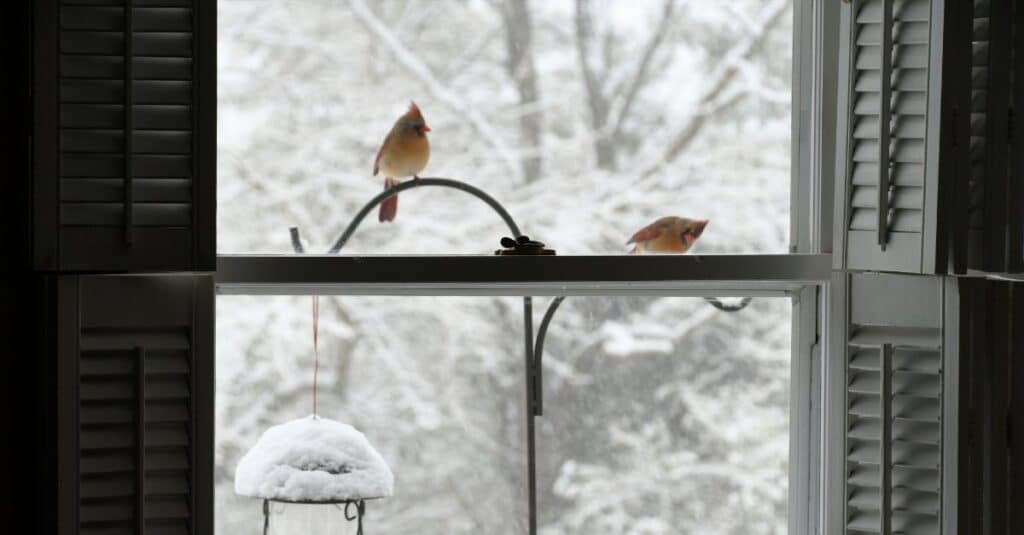 Cardinal at the Window