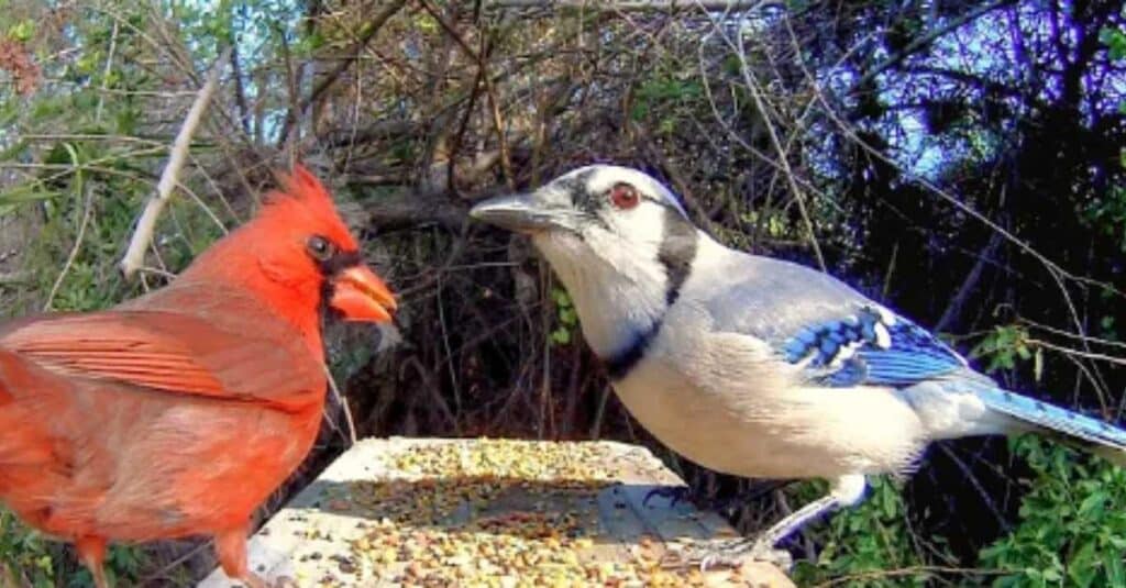 Cardinals and Blue Jays Together