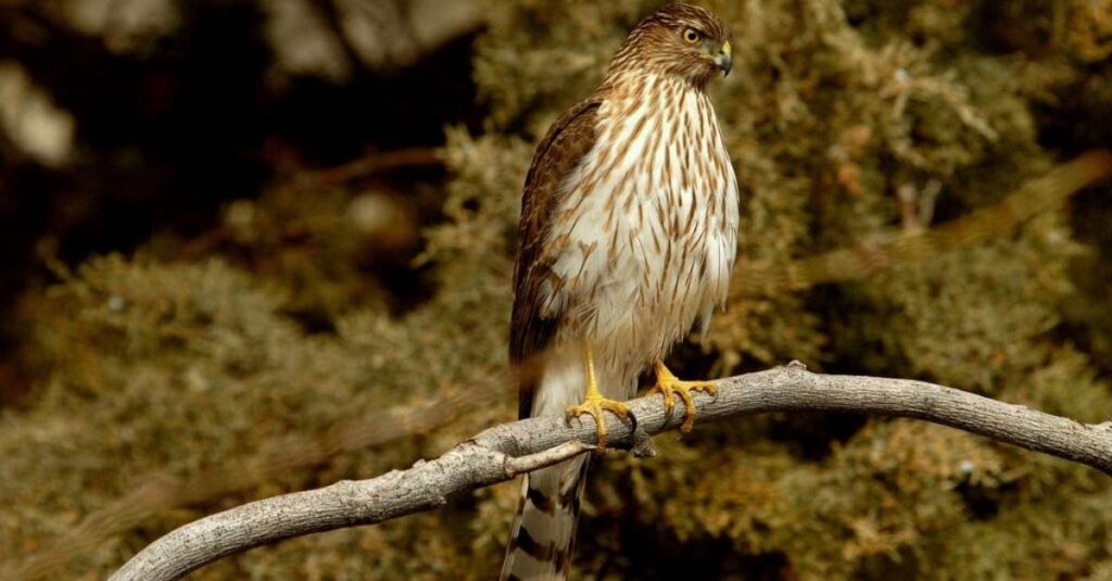 Cooper's Hawk color pattern of wings